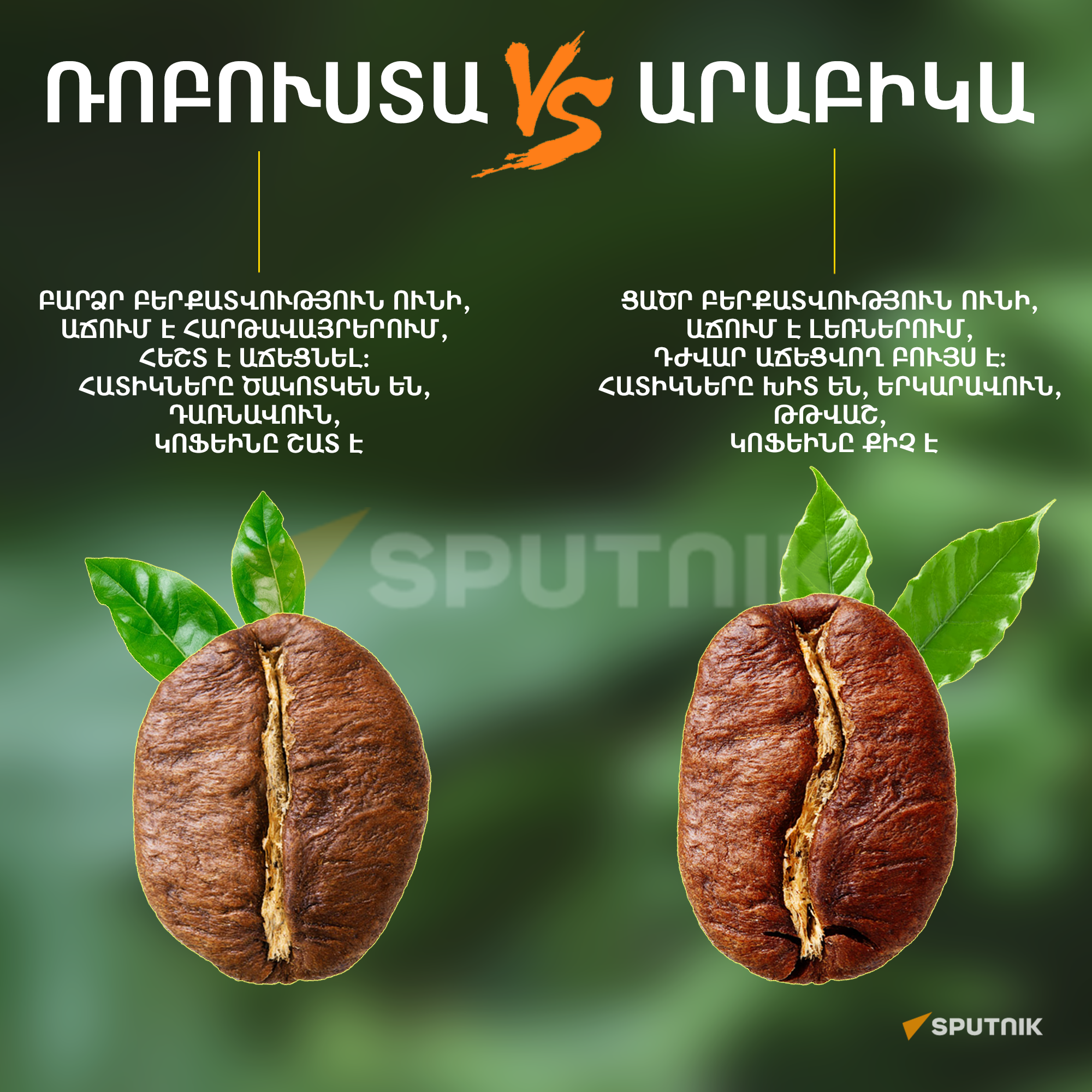 Ռուբուստա VS Արաբիկա - Sputnik Արմենիա