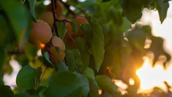 Ծիրան - Sputnik Արմենիա