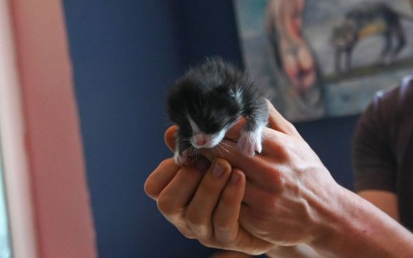 Котенок писателя Грегори Дила в его доме в селе Калаван, Гегаркуни Котенок писателя Грегори Дила в его доме в селе Калаван, Гегаркуни - Sputnik Армения