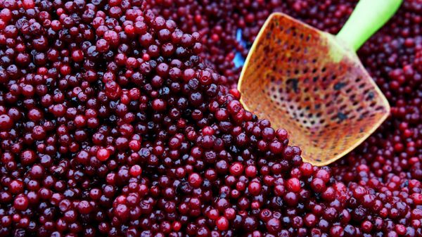 Продажа клюквы на продовольственной ярмарке - Sputnik Армения