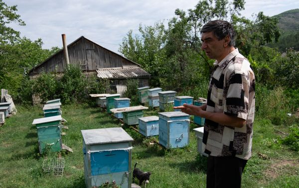 Владелец пасеки, житель села Барекамаван Тавушской области Артак Карагезян - Sputnik Армения