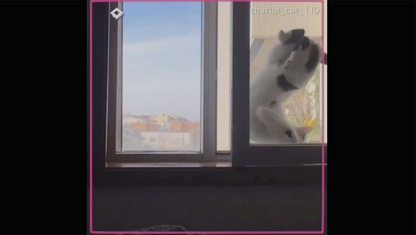 Кот-каскадер - Sputnik Армения