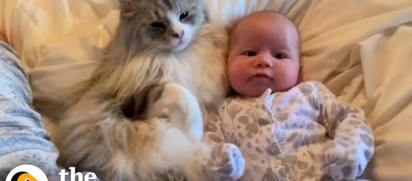 Реакция кота на новорожденную малышку Реакция кота на новорожденную малышку - Sputnik Армения