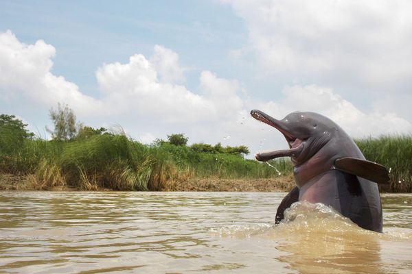 Снимок The Last Stand индийского фотографа Ganesh Chowdhury, победивший в категории Animal Portraits конкурса Nature inFocus Photo Awards 2020 - Sputnik Армения