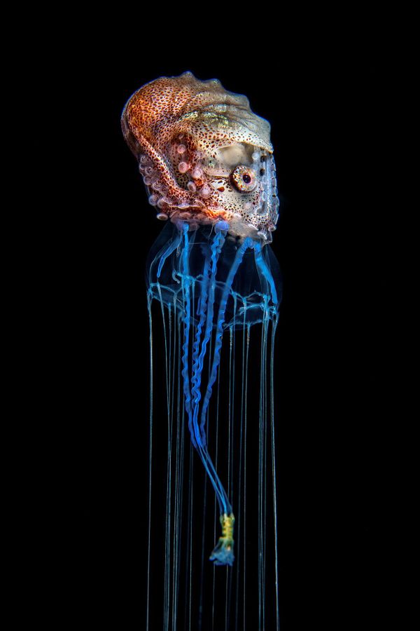 Снимок The Hitchhiker шведского фотографа Magnus Lundgren, победивший в категории Animal Behaviour конкурса Nature inFocus Photo Awards 2020 - Sputnik Армения