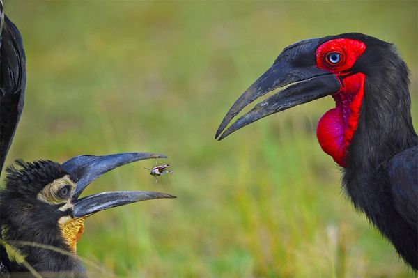 Снимок Breed The Red индийского фотографа Varun Thakkar, получивший особое упоминание в категории Animal Behaviour конкурса Nature inFocus Photo Awards 2020 - Sputnik Армения