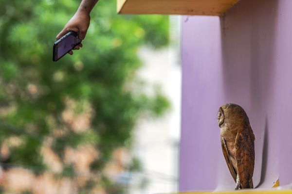 Снимок Life In The City индийского фотографа Krishnendu Mitra, получивший особое упоминание в категории Conservation Issues конкурса Nature inFocus Photo Awards 2020 - Sputnik Армения