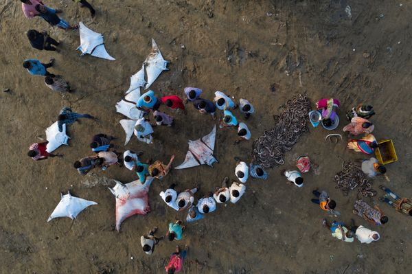 Снимок Circle Of Death фотографа Srikanth Mannepuri, победивший в категории Conservation Issues конкурса Nature inFocus Photo Awards 2020 - Sputnik Армения