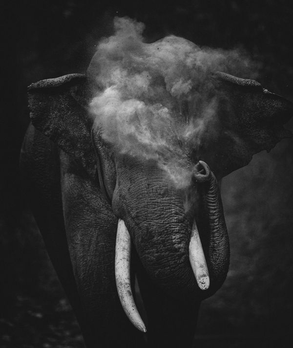 Снимок Dust To Dust фотографа Sitara Karthikeyan, победивший в категории Young Photographer конкурса Nature inFocus Photo Awards 2020 - Sputnik Армения