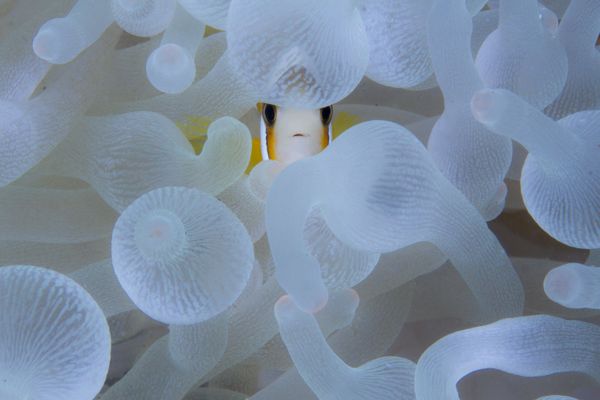 Снимок A Nemo, An Anemone фотографа Digant Desai, завоевавший особое упоминание в категории Wildscape & Animals in Habitat конкурса Nature inFocus Photo Awards 2020 - Sputnik Армения