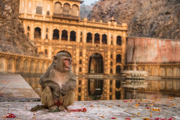 Снимок Harmony In Faith индийского фотографа Abhikram Shekhawat, занявший 2-е место в категории Young Photographer  конкурса Nature inFocus Photo Awards 2020 - Sputnik Армения