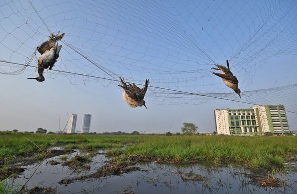 Снимок Ambush In The Sky индийского фотографа Abhijit Addya, получивший особое упоминание в категории Conservation Issues конкурса Nature inFocus Photo Awards 2020 - Sputnik Армения
