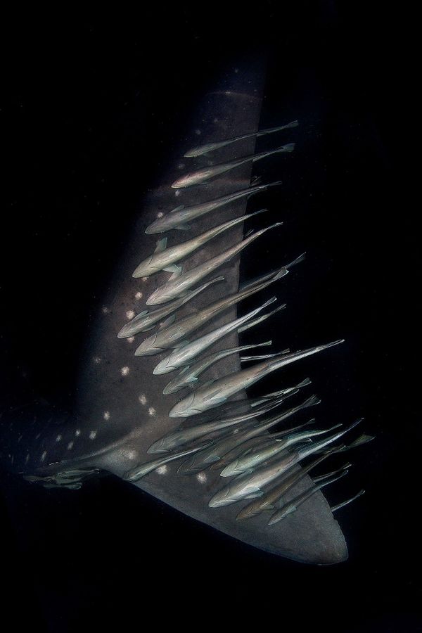 Снимок Uber Underwater шведского фотографа Magnus Lundgren, получивший особое упоминание в категории Wildscape & Animals in Habitat конкурса Nature inFocus Photo Awards 2020 - Sputnik Армения