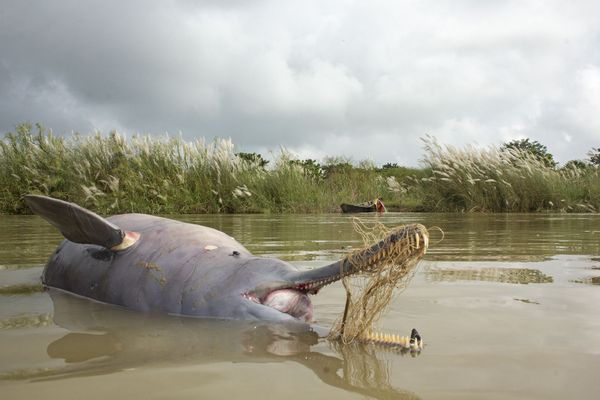 Снимок Death On The Ganges индийского фотографа Ganesh Chowdhury, получивший особое упоминание в категории Conservation Issues конкурса Nature inFocus Photo Awards 2020 - Sputnik Армения