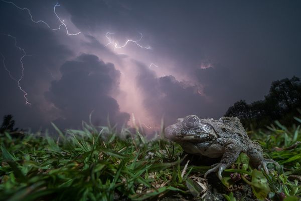 Снимок Monsoon Matchmaking индийского фотографа Ripan Biswas, получивший особое упоминание в категории Animal Portraits конкурса Nature inFocus Photo Awards 2020 - Sputnik Армения