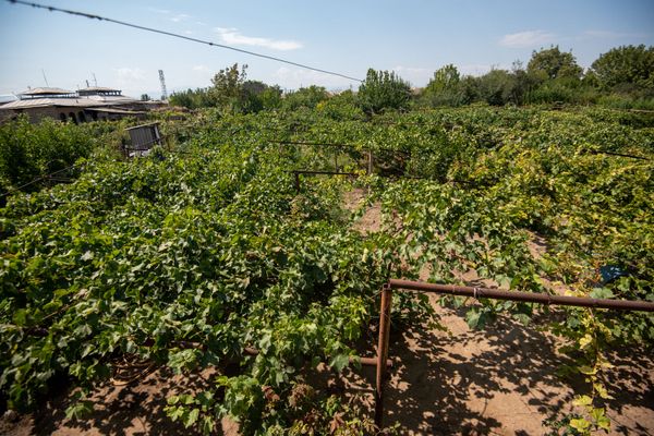 Русская жена, девичья краса винограда и мутант ЕрАз: до чего доводит тоска по Армении - Sputnik Армения
