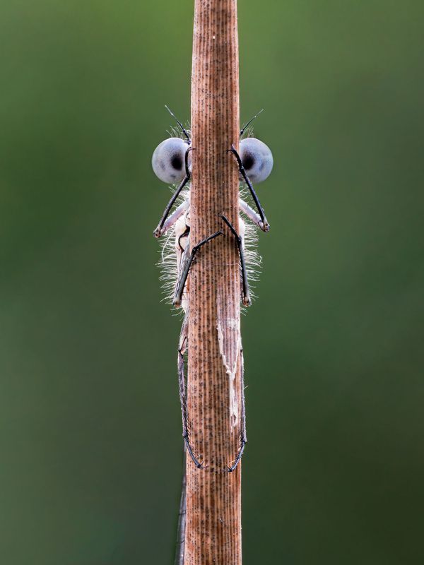 Снимок Hide and Seek фотографа Tim Hearn, ставший финалистом конкурса 2020 The Comedy Wildlife Photography Awards - Sputnik Армения
