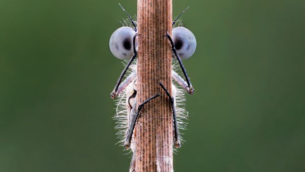 Снимок Hide and Seek фотографа Tim Hearn, ставший финалистом конкурса 2020 The Comedy Wildlife Photography Awards - Sputnik Армения