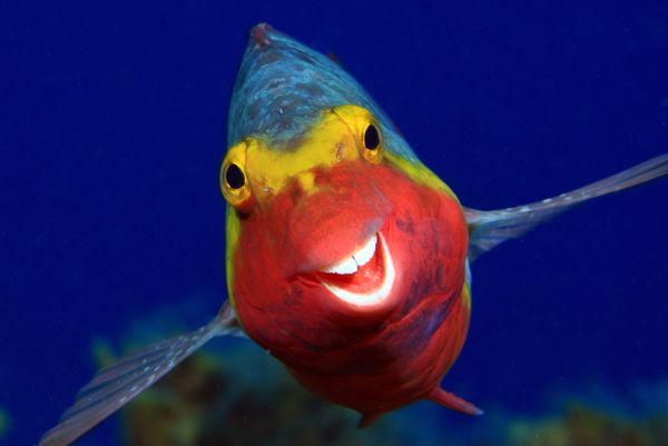 Снимок Smiley фотографа Arthur Telle Thiemenn, ставший финалистом конкурса 2020 The Comedy Wildlife Photography Awards - Sputnik Армения