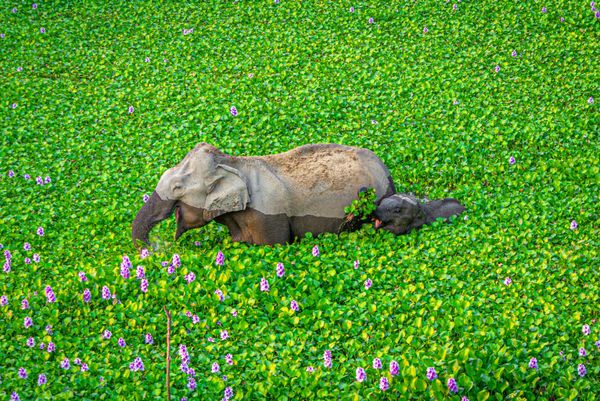 Снимок Wait up Mommy, look what I got for you! фотографа Kunal Gupta, ставший финалистом конкурса 2020 The Comedy Wildlife Photography Awards - Sputnik Армения