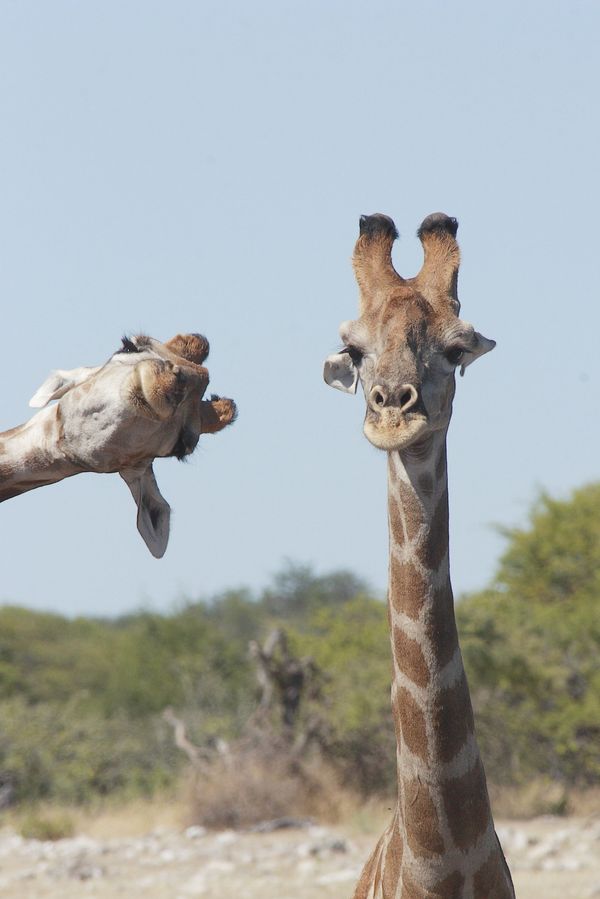 Снимок Crashing into the picture фотографа Brigitte Alcalay Marcon, ставший финалистом конкурса 2020 The Comedy Wildlife Photography Awards - Sputnik Армения