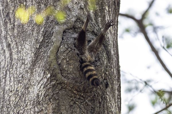 Снимок Almost time to get up фотографа Charlie Davidson, ставший финалистом конкурса 2020 The Comedy Wildlife Photography Awards - Sputnik Армения