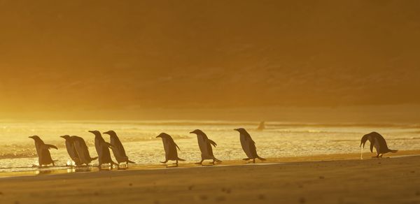 Снимок I could puke фотографа Christina Holfelder, ставший финалистом конкурса 2020 The Comedy Wildlife Photography Awards - Sputnik Армения