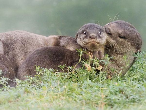 Снимок It's the last day of school holidays фотографа Max Teo, ставший финалистом конкурса 2020 The Comedy Wildlife Photography Awards - Sputnik Армения