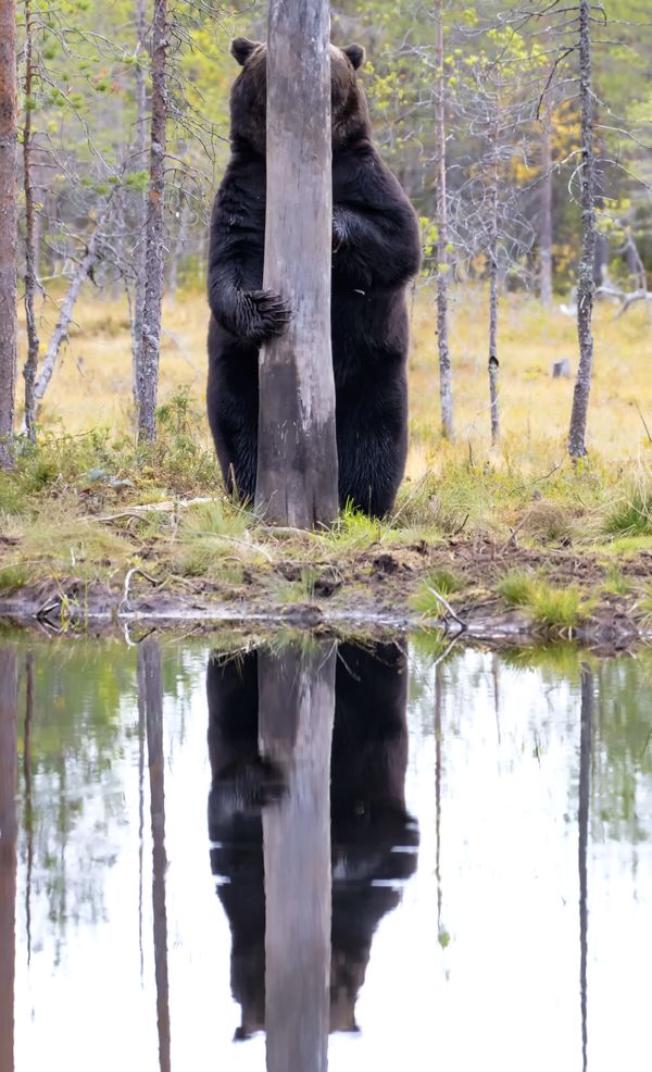 Снимок Doggo фотографа Esa Ringbom , ставший финалистом конкурса 2020 The Comedy Wildlife Photography Awards - Sputnik Армения