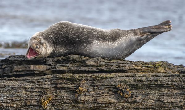 Снимок Having a Laugh фотографа Ken Crossan, ставший финалистом конкурса 2020 The Comedy Wildlife Photography Awards - Sputnik Армения