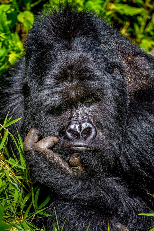 Снимок Boredom фотографа Marcus Westberg, ставший финалистом конкурса 2020 The Comedy Wildlife Photography Awards - Sputnik Армения