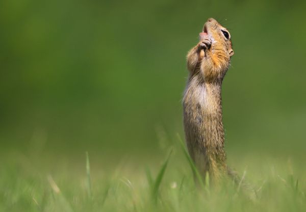 Снимок O Sole Mio фотографа Roland Kranitz, ставший финалистом конкурса 2020 The Comedy Wildlife Photography Awards - Sputnik Армения