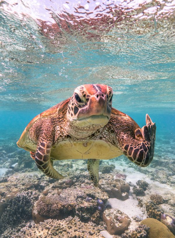 Снимок Terry the Turtle flipping the bird фотографа Mark Fitzpatrick, ставший финалистом конкурса 2020 The Comedy Wildlife Photography Awards - Sputnik Армения