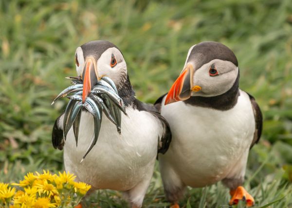 Снимок Seriously, would you share some фотографа Krisztina Scheeff, ставший финалистом конкурса 2020 The Comedy Wildlife Photography Awards - Sputnik Армения