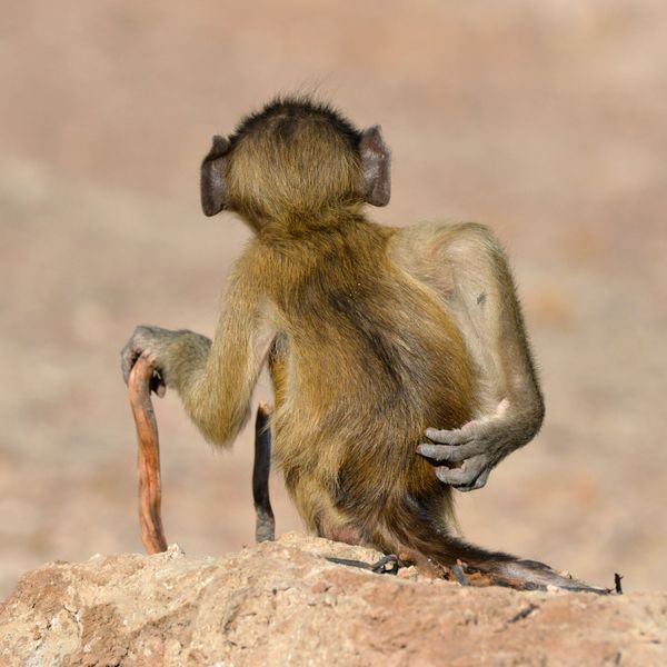 Снимок Socially Uninhibited фотографа Martin Grace, ставший финалистом конкурса 2020 The Comedy Wildlife Photography Awards - Sputnik Армения