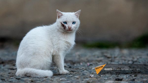 Лицо со шрамом Лицо со шрамом - Sputnik Արմենիա