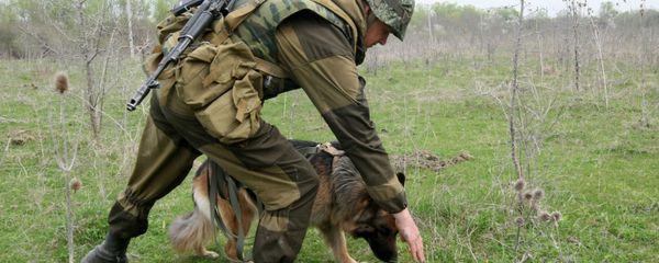 Вожатый собак минно-розыскной службы 17-й отдельной мотострелковой бригады - Sputnik Արմենիա