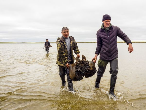 Фрагменты костей взрослого мамонта времен палеолита, обнаруженные в ходе археологических раскопок на территории Ямало-Ненецкого округа Фрагменты костей взрослого мамонта времен палеолита, обнаруженные в ходе археологических раскопок на территории Ямало-Ненецкого округа - Sputnik Армения