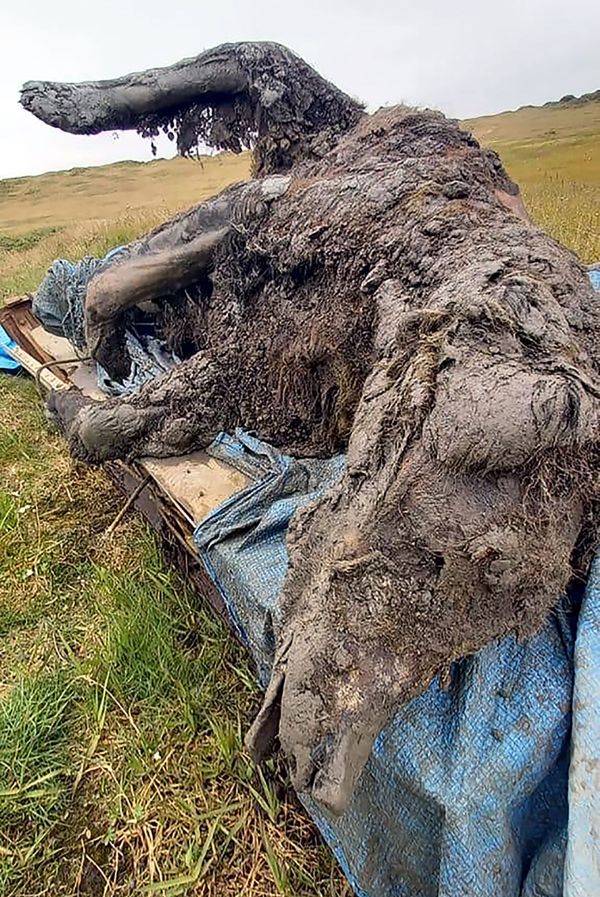 Туша пещерного медведя возрастом 39500 лет, обнаруженная в Якутии Туша пещерного медведя возрастом 39500 лет, обнаруженная в Якутии - Sputnik Армения