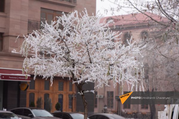 Покрытые инеем деревья Покрытые инеем деревья - Sputnik Армения