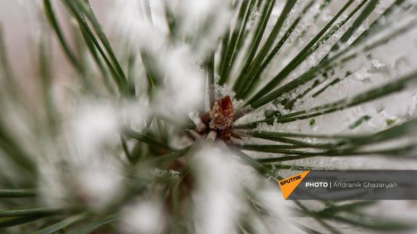Покрытые инеем деревья - Sputnik Արմենիա