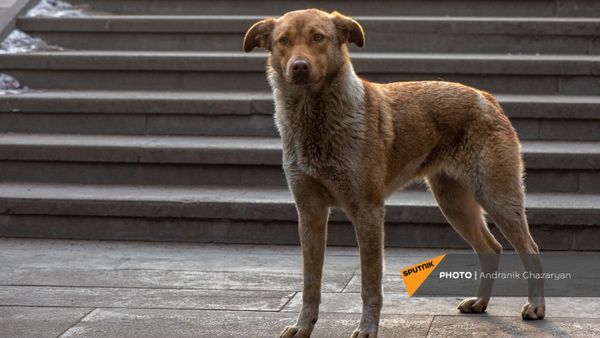 Дворняжка - Sputnik Армения