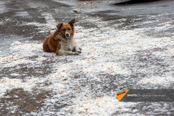 Дворняжка сидит на разорванной трофейной подушке в одном из дворов Еревана - Sputnik Армения