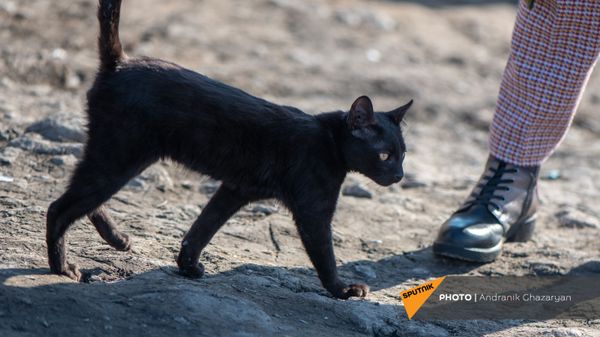 Кот во дворе места проживания убитого двухлетнего мальчика в селе Нор Харберд - Sputnik Армения