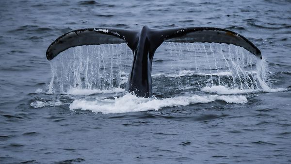 Антарктическая экспедиция на исследовательском судне  Адмирал Владимирский - Sputnik Армения