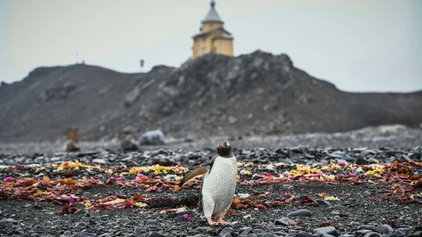 Остров Кинг-Джордж в Антарктиде - Sputnik Армения