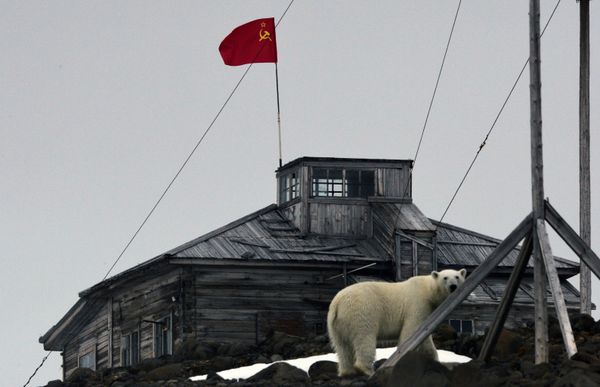 Белый медведь на территории полярной станции на берегу бухты Тихая на острове Гукера архипелага Земля Франца-Иосифа - Sputnik Армения