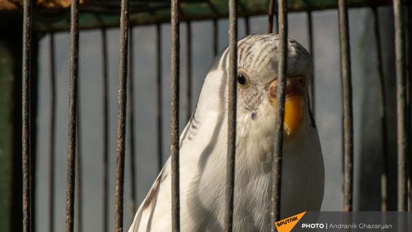 Թութակ - Sputnik Արմենիա