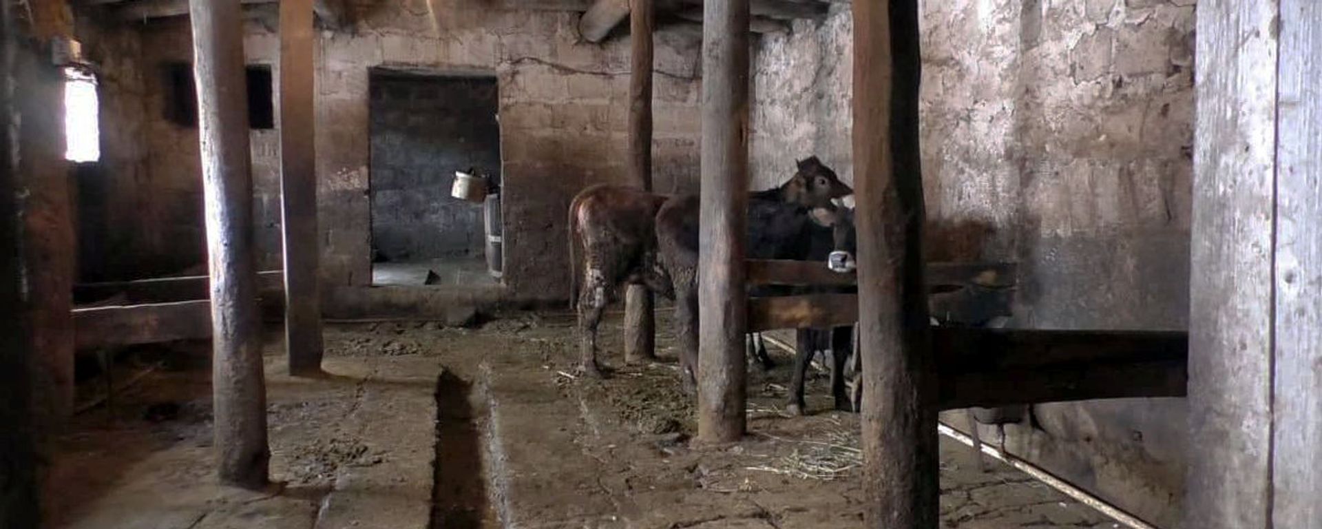 Коровник в селе Гоговит Ширакской области Коровник в селе Гоговит Ширакской области - Sputnik Армения, 1920, 30.06.2021