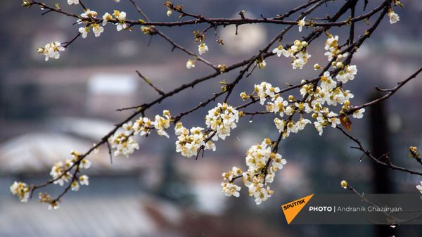 Цветущее дерево в Иджеване - Sputnik Армения